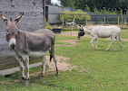 Brittany Little Donkey Workshop Experience