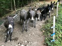 Rhône-Alpes Walk with Donkeys Experience
