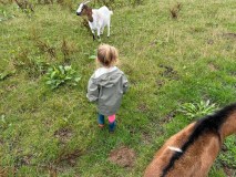 Pays-de-la-Loire Introduction to the Farm Experience