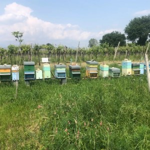 Verona Beekepping Visit & Tasting Experience
