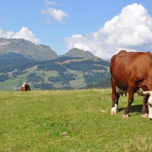 Rhône-Alpes Cheese Farm Tour Experience