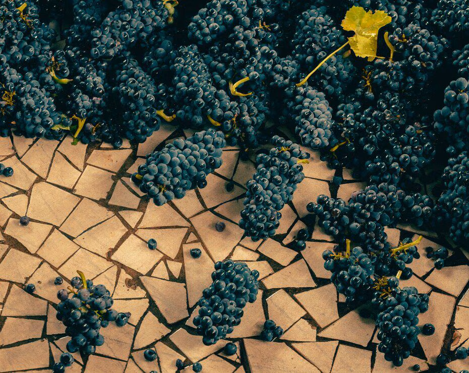 Champagne Brut Tasting Experience