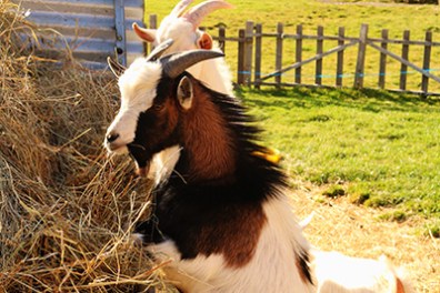 Rhône-Alpes Milk Farm Visit Experience