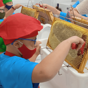 Extremadura Beekeeping Experience