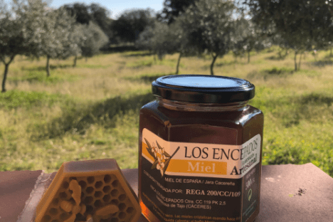 Extremadura Beekeeping Experience
