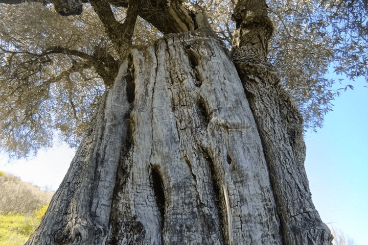 Extremadura Paths of the Olive Tree Experience
