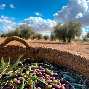 Madridejos EVOO Visit Experience