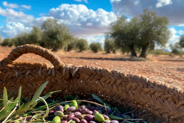 Madridejos EVOO Visit Experience