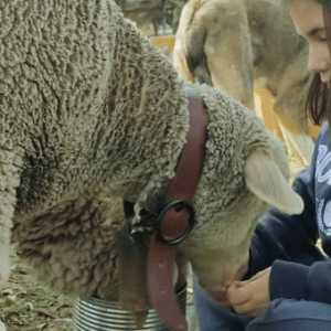 Extremadura A Day On The Farm Experience