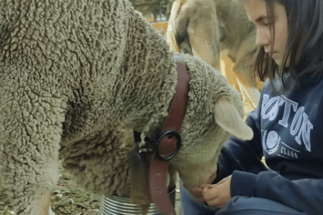 Extremadura A Day On The Farm Experience