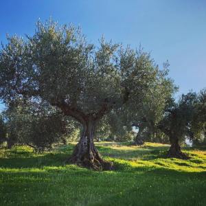 Extremadura Olive Oil Tour & Tasting Experience