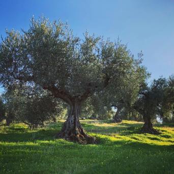 Extremadura Olive Oil Tour & Tasting Experience