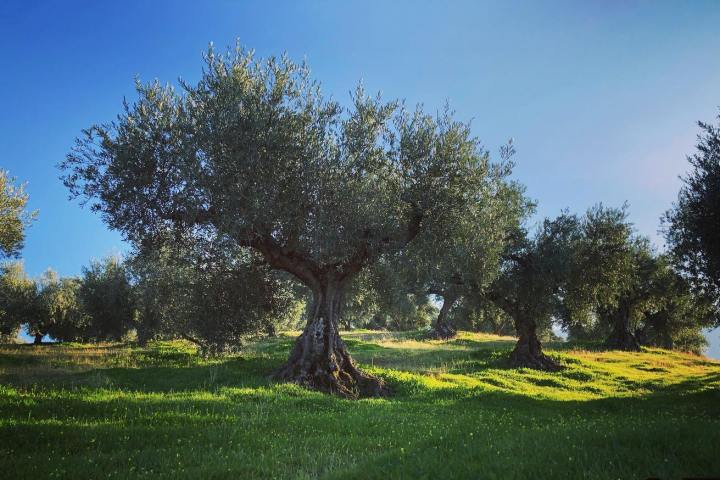 Extremadura Olive Oil Tour & Tasting Experience