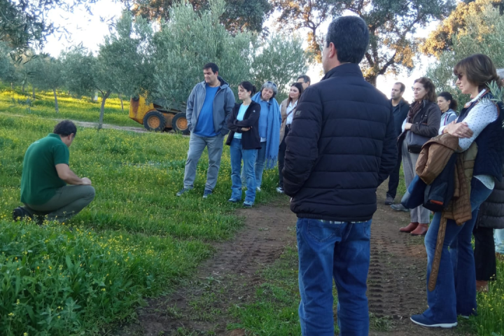 Extremadura Paths of the Olive Tree Experience