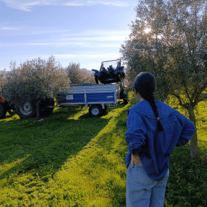 Extremadura Paths of the Olive Tree Experience