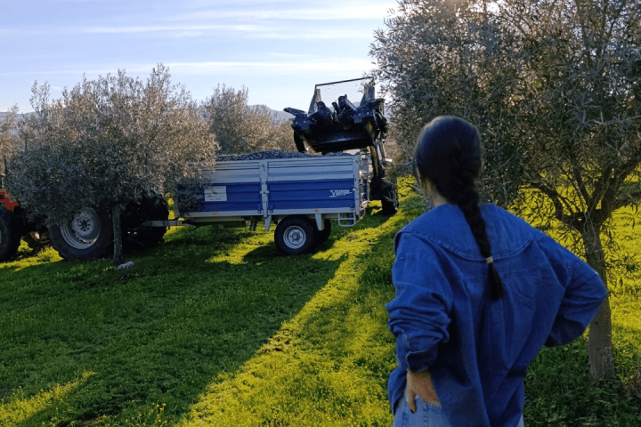 Extremadura Paths of the Olive Tree Experience