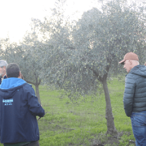 Extremadura Paths of the Olive Tree Experience