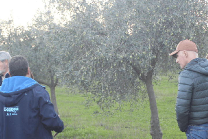 Extremadura Paths of the Olive Tree Experience