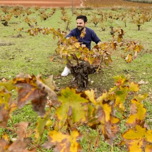 Malaga Organic Wine Tour Experience