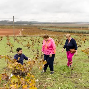 Malaga Organic Wine Tour Experience