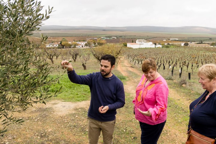 Malaga Organic Wine Tour Experience