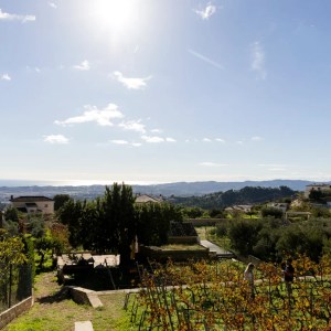 Malaga Organic Wine Tour Experience