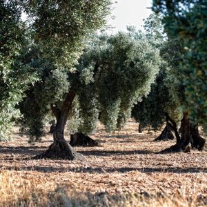 Aragon Matarranya Olive Oil Tasting Experience