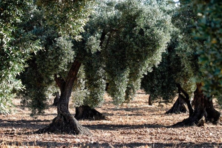 Aragon Matarranya Olive Oil Tasting Experience