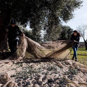 Aragon Matarranya Olive Oil Tasting Experience