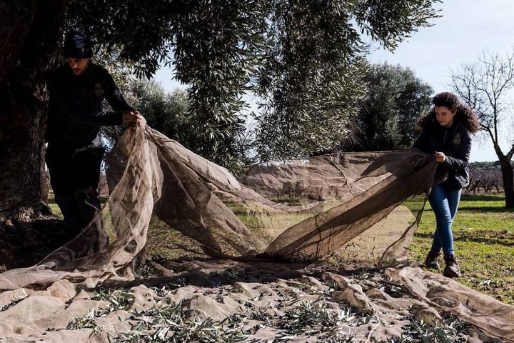 Aragon Matarranya Olive Oil Tasting Experience