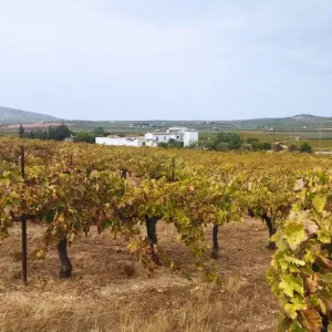 Malaga Organic Wine Tour Experience
