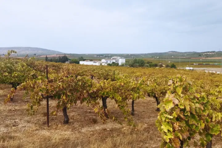 Malaga Organic Wine Tour Experience