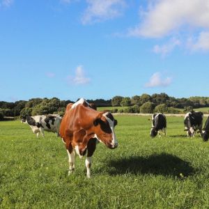 Menorca Farm Tour with Equestrian Experience
