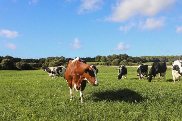 Menorca Farm Tour with Equestrian Experience