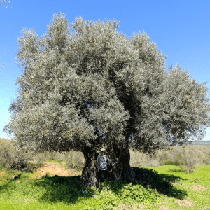 Extremadura Paths of the Olive Tree Experience