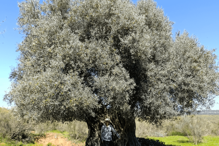 Extremadura Paths of the Olive Tree Experience