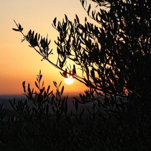 Aragon Matarranya Olive Oil Tasting Experience