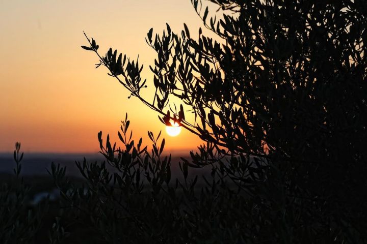 Aragon Matarranya Olive Oil Tasting Experience