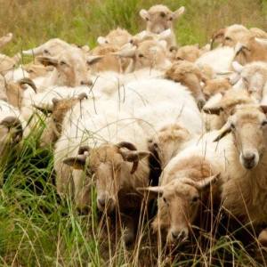 Basque Shepherd For a Day Experience