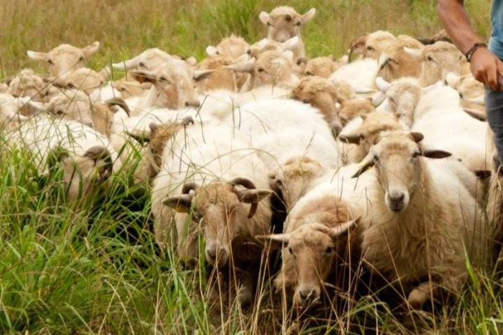 Basque Shepherd For a Day Experience