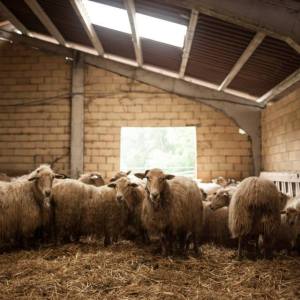 Basque Shepherd For a Day Experience