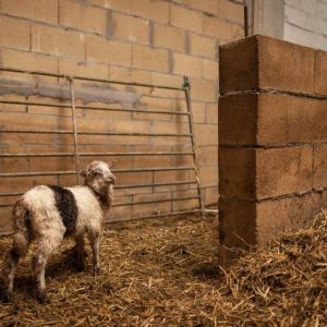 Basque Shepherd For a Day Experience