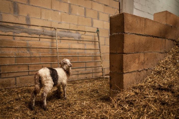Basque Shepherd For a Day Experience