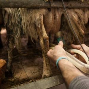 Basque Shepherd For a Day Experience