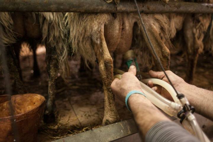 Basque Shepherd For a Day Experience