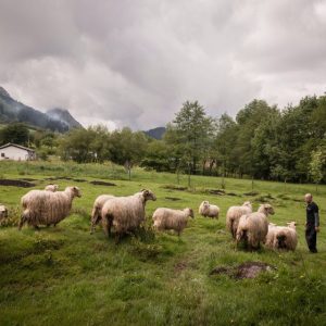 Basque Shepherd For a Day Experience