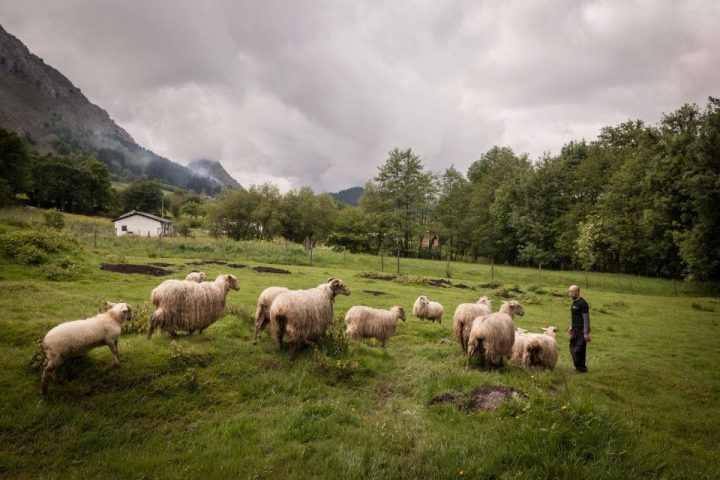 Basque Shepherd For a Day Experience