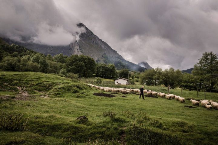 Basque Shepherd For a Day Experience