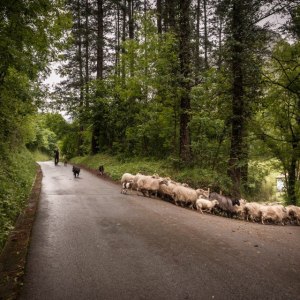 Basque Shepherd For a Day Experience