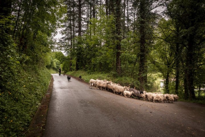 Basque Shepherd For a Day Experience